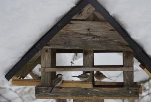 Vogelhaus im Garten